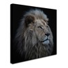 Trademark Fine Art Louise Wolbers 'Proud Lion' Canvas Art, 35x35 1X00501-C3535GG